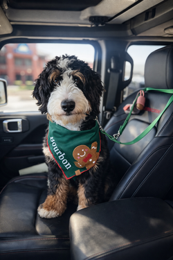 Tri Color Bernedoodle AL Peach and Pawmetto Bernedoodles AL