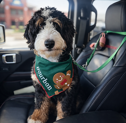 Bourbon Bernedoodle Peach & Pawmetto Bernedoodles AL