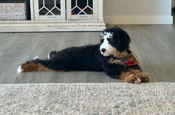 Mini Bernedoodle Peach & Pawmetto Smiths Station AL