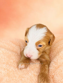 Red Tuxedo Mini Bernedoodle | Smiths Station AL | Auburn AL | Columbus GA | Atlanta GA