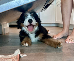 Mini Bernedoodle Peach & Pawmetto Smiths Station AL