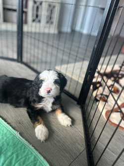 Mini Bernedoodle Peach & Pawmetto Smiths Station AL