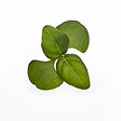 lemon-basil Goldfarm microgreens