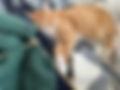 sticka.katt.jpg