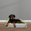 Thumbnail: Pet Bed Premium