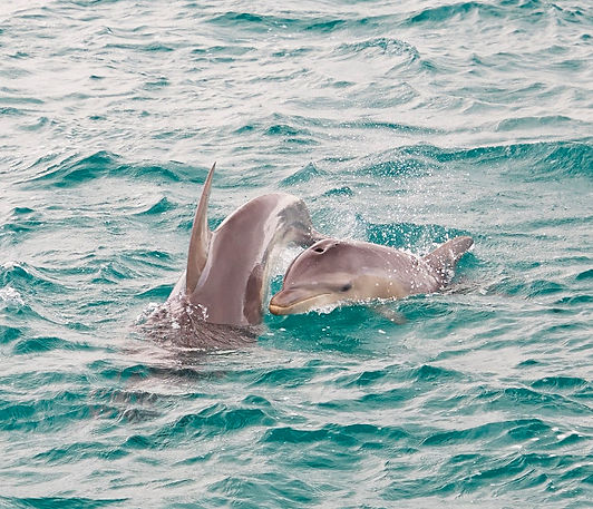 Dolphins dauphins
