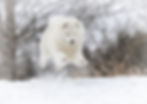 kodiak_jamie_12