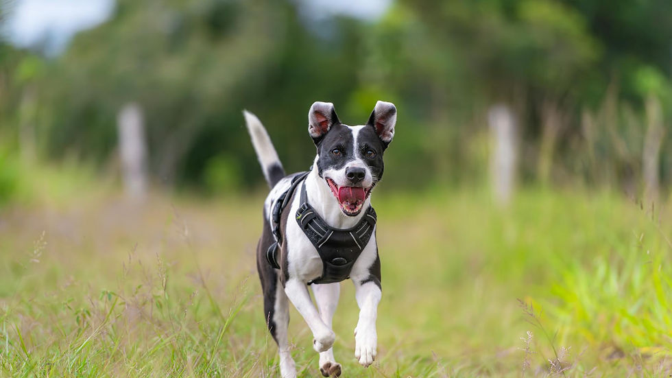 Joyful black and white dog running through a meadow with trees in the background.