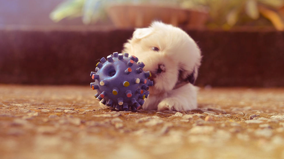 Durable Dog Toys: Choose Safe Materials!