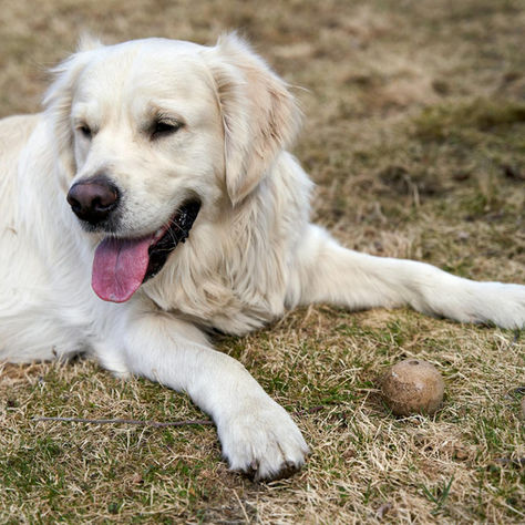 Durable Dog Balls: Choose the Safest Option