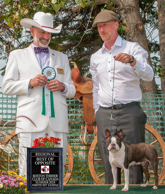 Boston Terrier puppy Marie winning best of opposite at the Canadian Regional Show