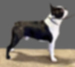 Boston Terrier puppy JL