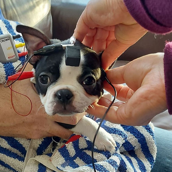 Boston Terrier puppy getting BEAR tested.jpg