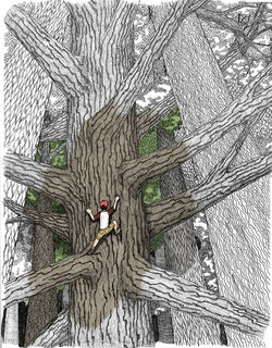 Sam climbs the tree