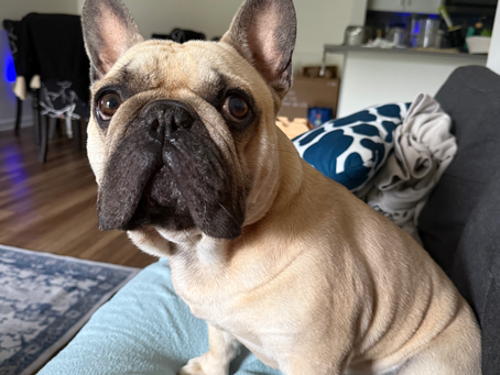 My new nose: Life after BOAS surgery