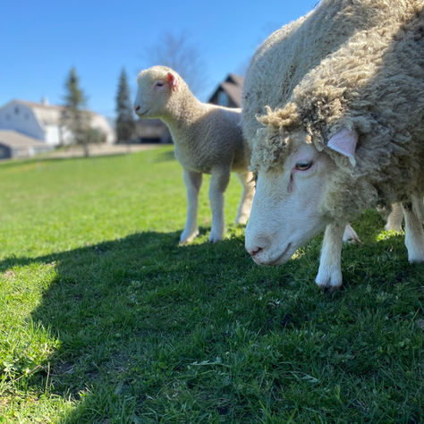 Dorset Sheep on Summer Pastures