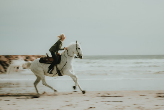 equine photography session at Wells Beach in Maine