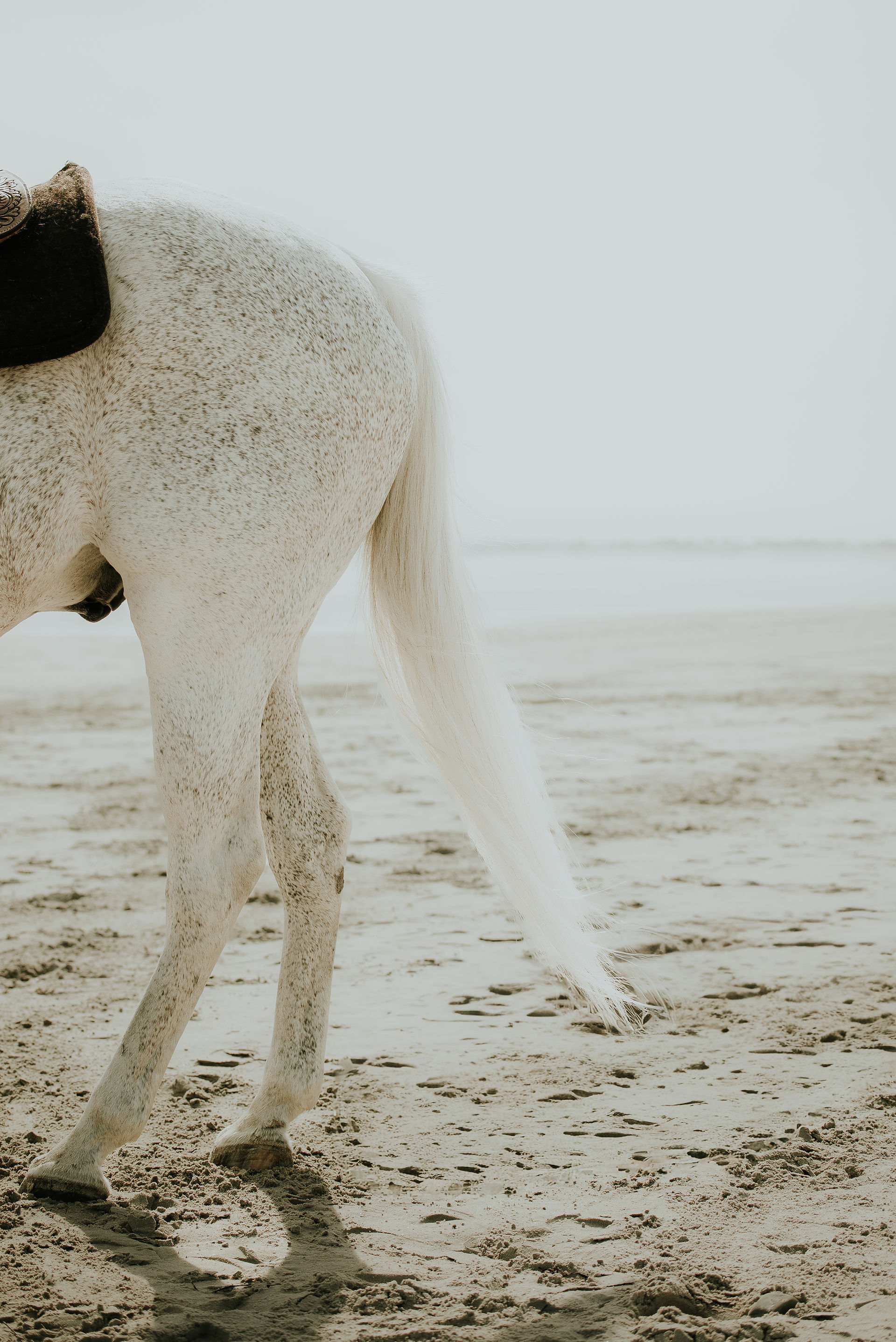 Documentary equine photography at Wells Beach