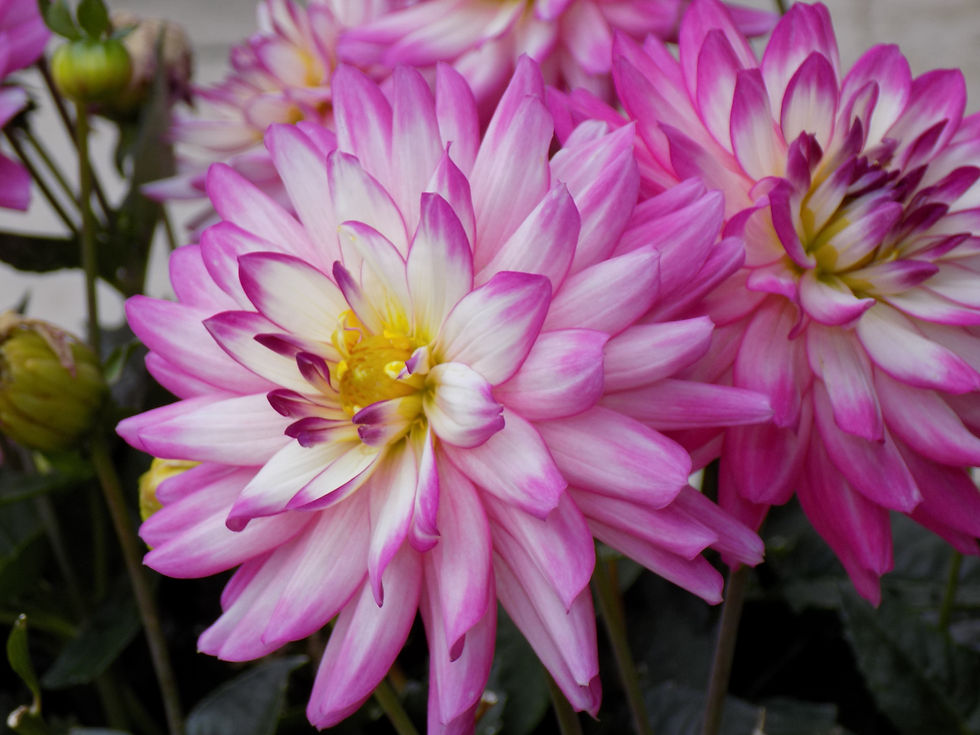 Flower