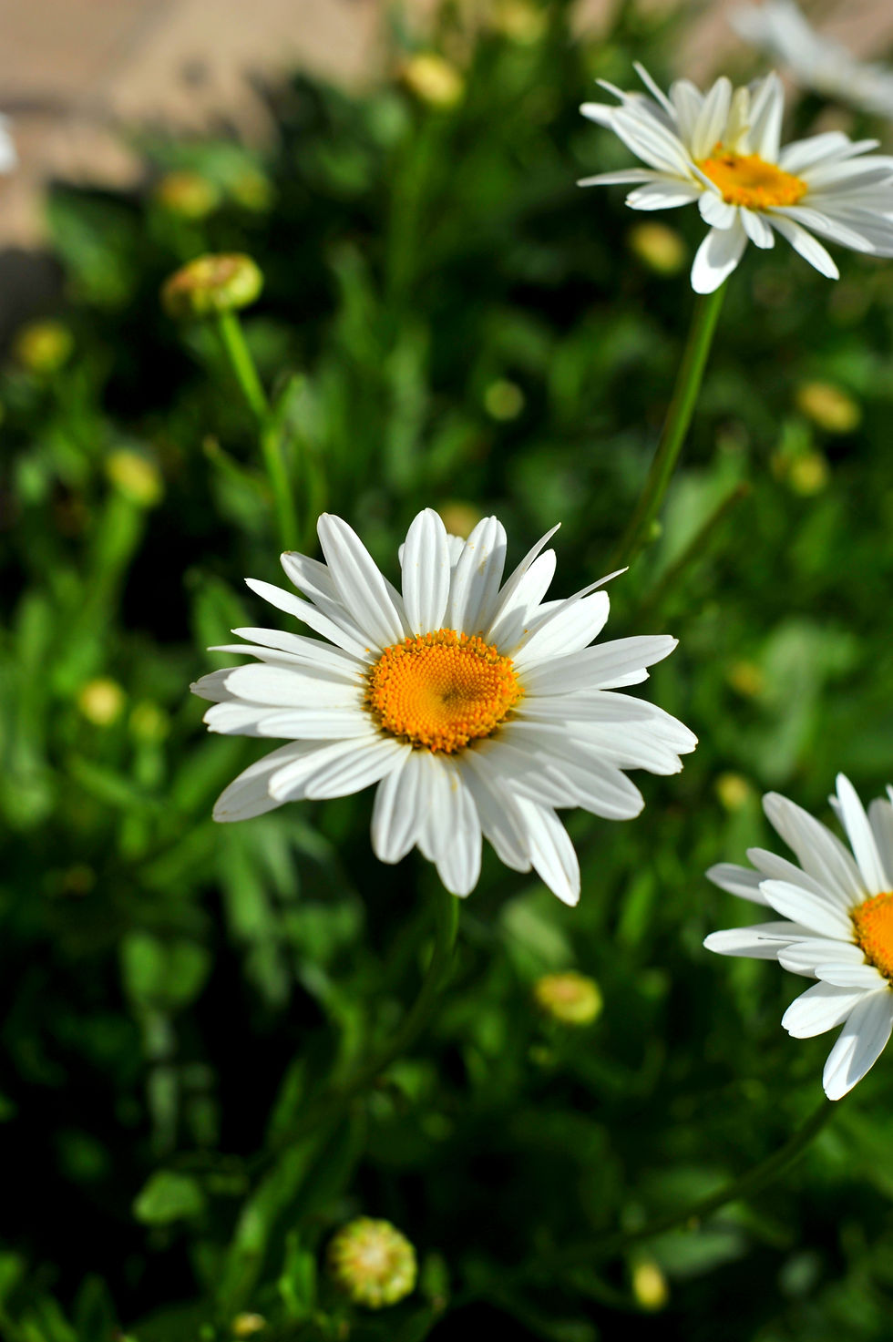 Flowers'