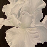 Painting of a white iris