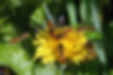 Syrphes ceinturés butinant un pissenlt - Les Jardins de Bressault - Jardin écologique - Biodiversité - Sud Essonne 27.jpg