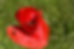 Escadrille de Syrphes ceinturés attirés par le rayonnement U.V. du coquelicot - Les Jardins de Bressault - Jardin écologique - Biodiversité - Sud Essonne