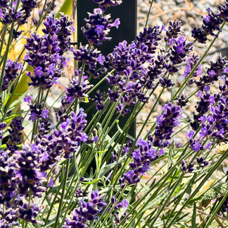 Dachgarten Swiss Re, Lavendel