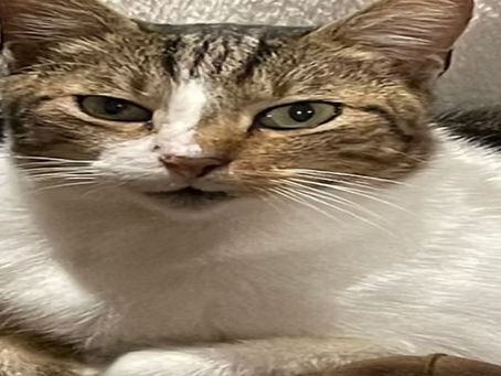 How do you solve your pet's behavioural problem?