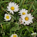 madelief-2.jpg