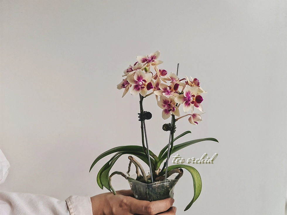 Thumbnail: Miniature Phalaenopsis Orchid
