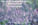 Future of Aromatherapy:Professional Compendium