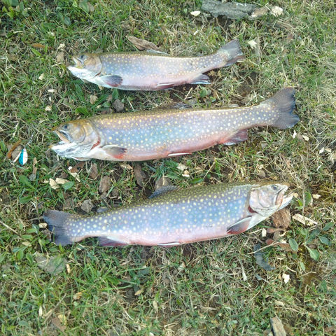 Fishing Lures for Sale in Cool Water Outdoors