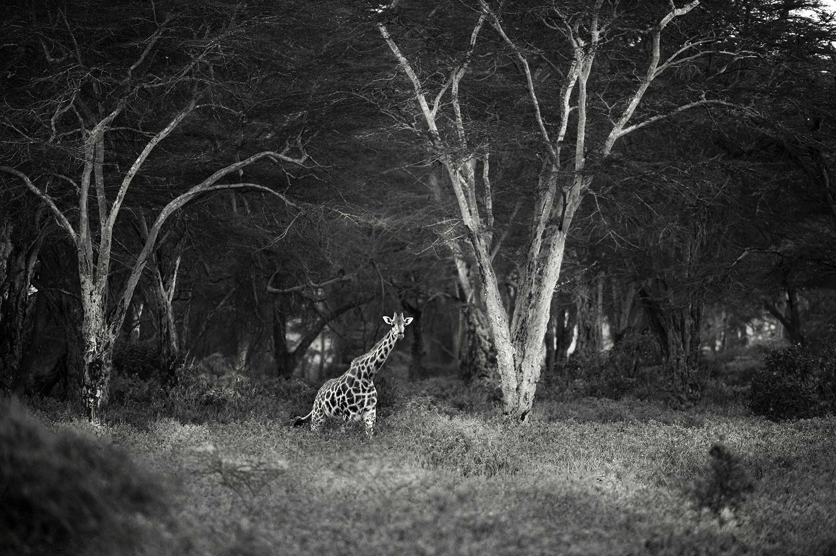 Hervé Négre . Girafe Kenya
