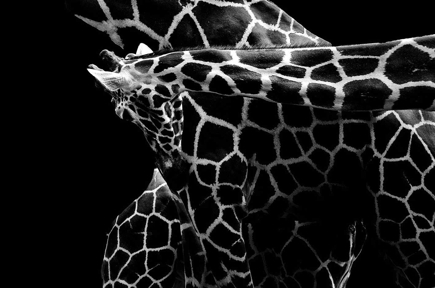 Christelle Debarnot .Girafe