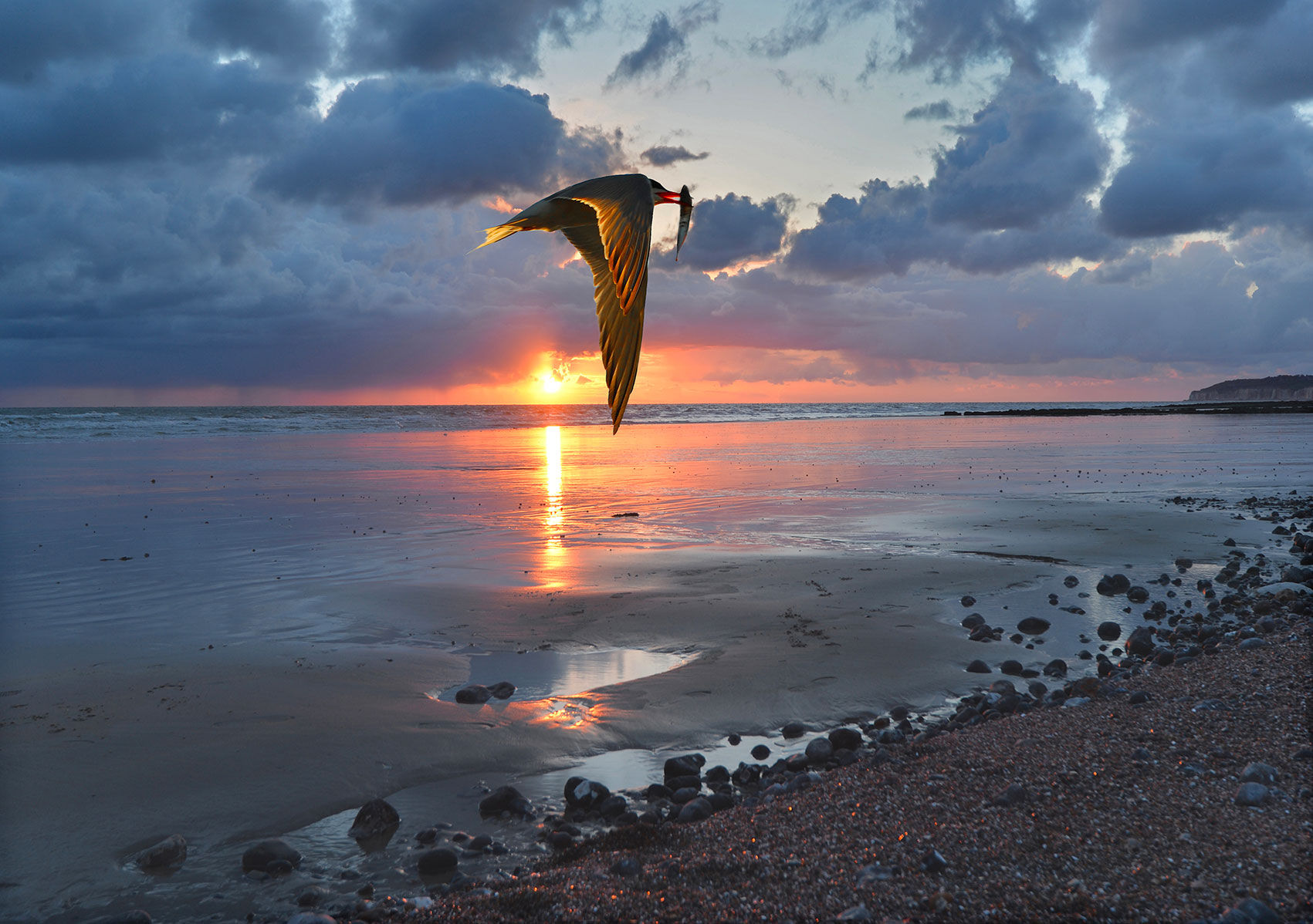 Amedée De Almeida . Océan Bird