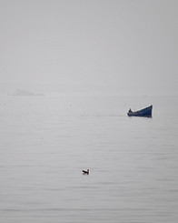 DSC_0181 - copie.jpg