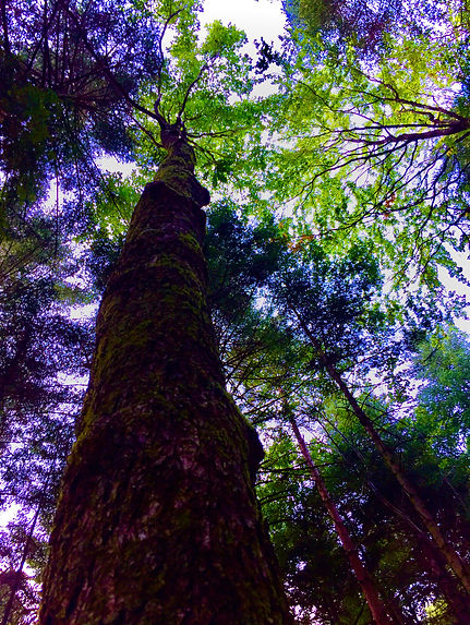 arbres2.jpg