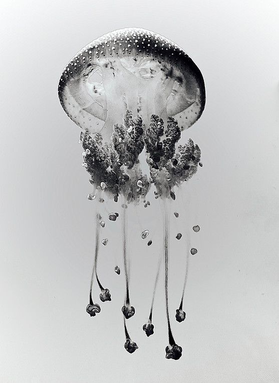 A003Phyllorhiza_edited.jpg