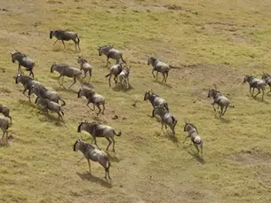 Experience Luxury Safari Tours in Kenya