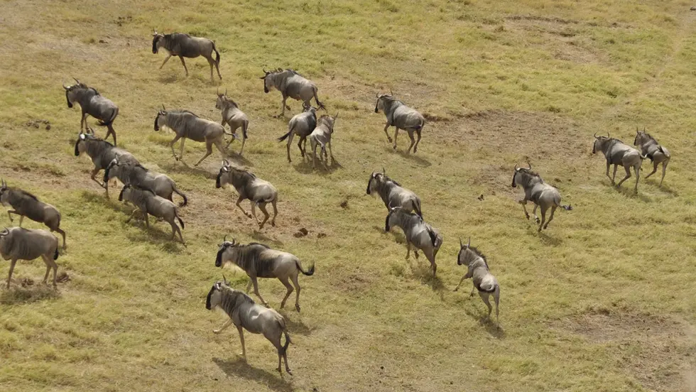 Experience Luxury Safari Tours in Kenya
