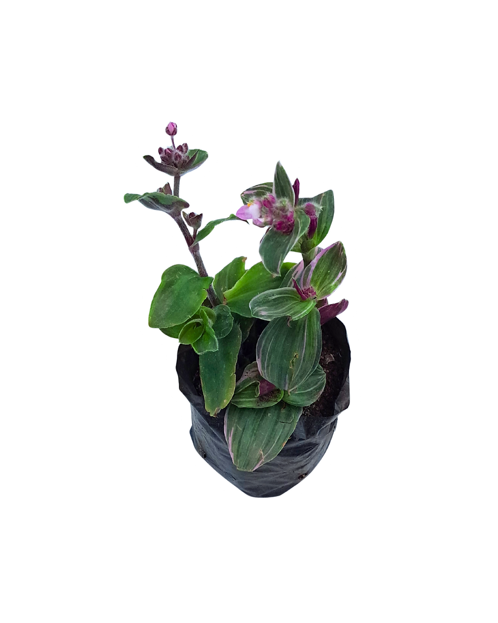 Tradescantia Nanouk Rosada S