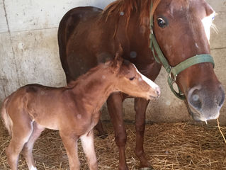 Morgan Hill Horses in NEED