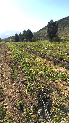 Campo de cerezs con riego tecnificado, Las Cabras VI Region Chile