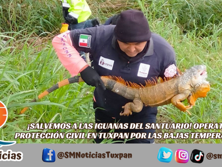 En un esfuerzo coordinado, Protección Civil y Bomberos resguardan a las iguanas en letargo.