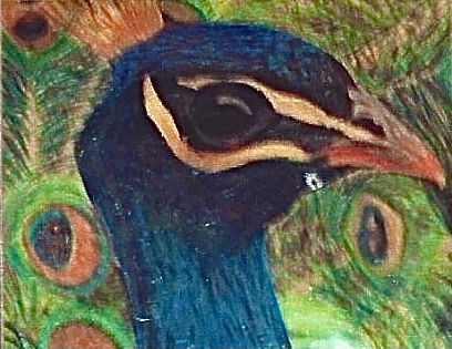 Pavo Cristatus