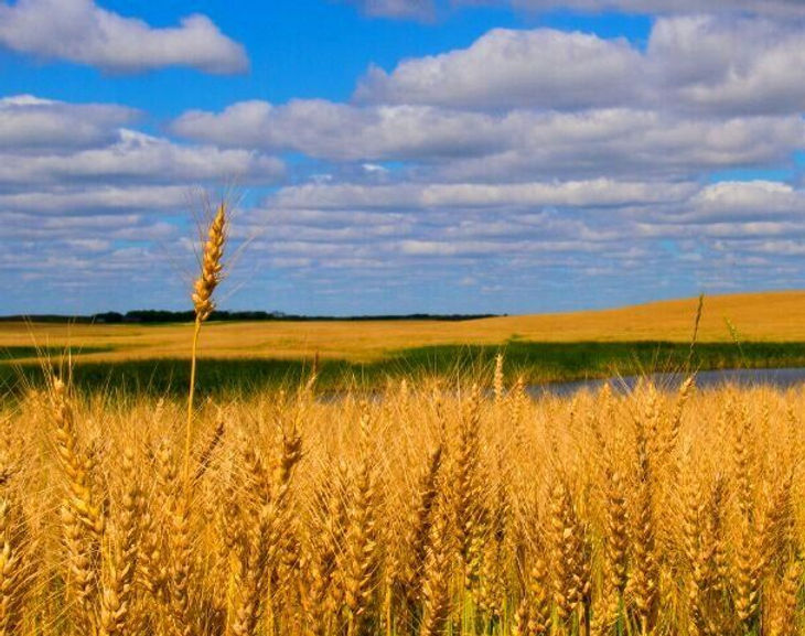 other wheat sask.jpeg
