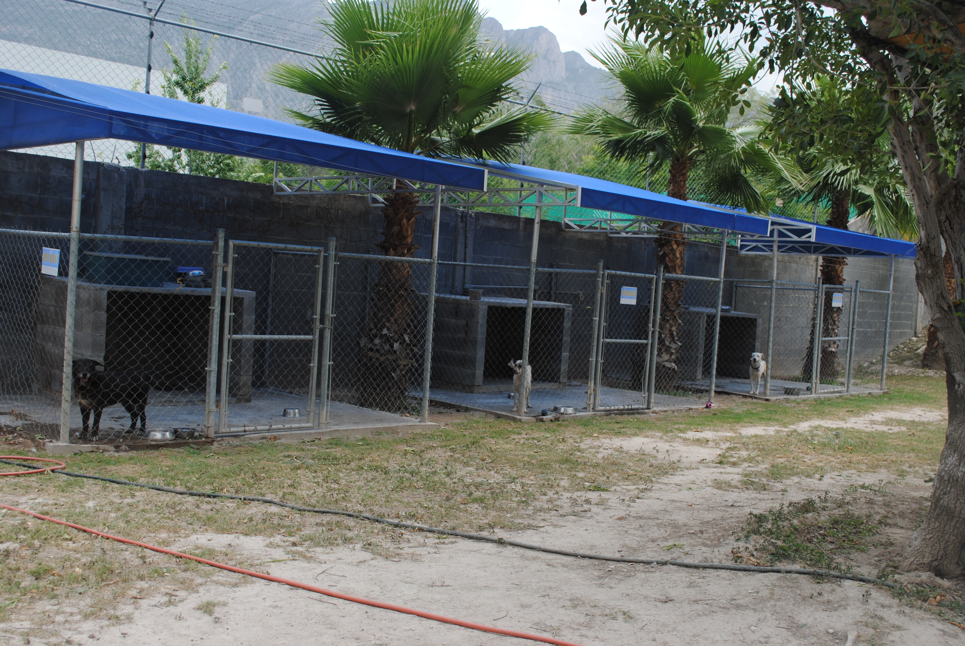 Kennels