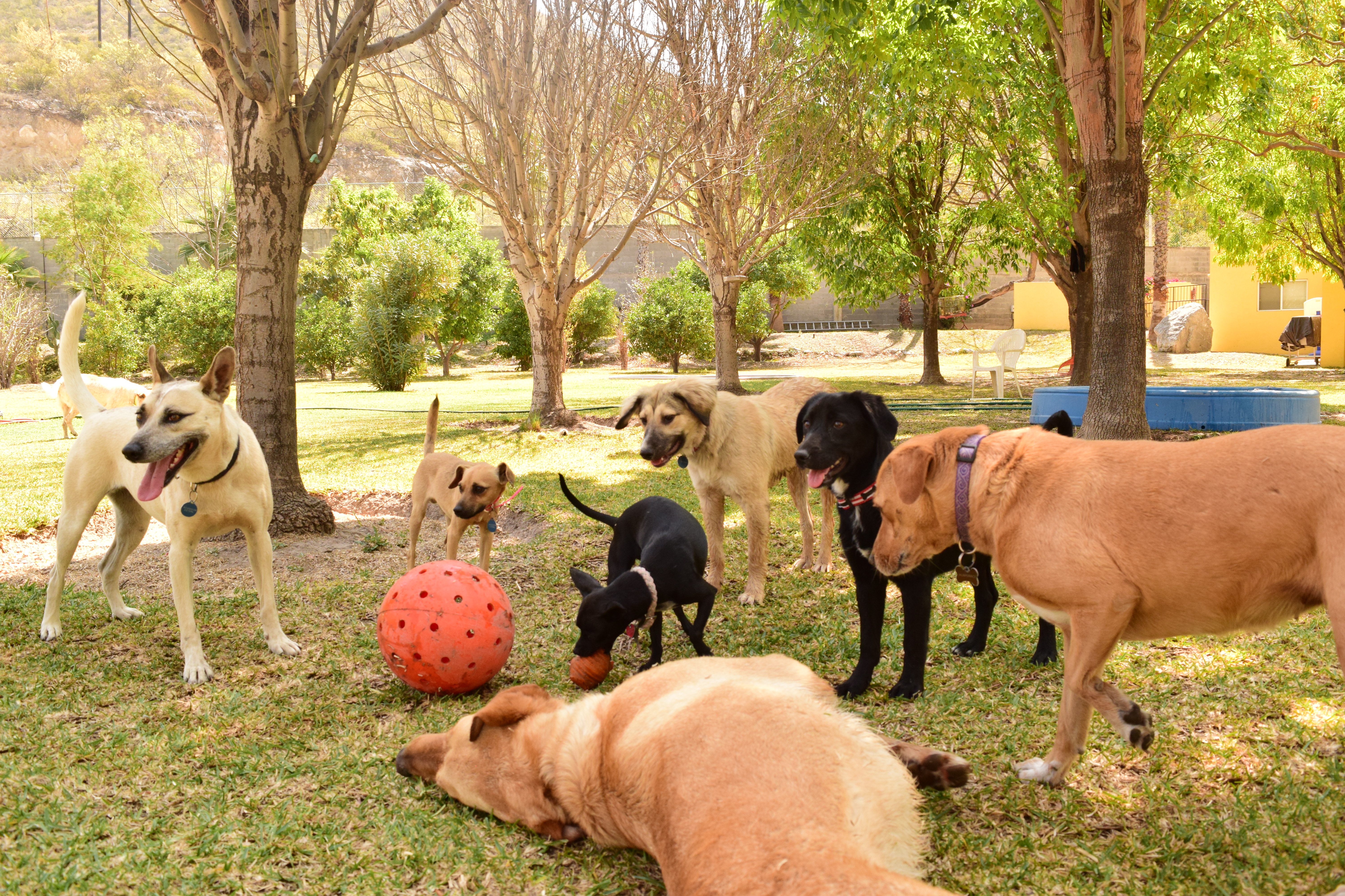 Los perros