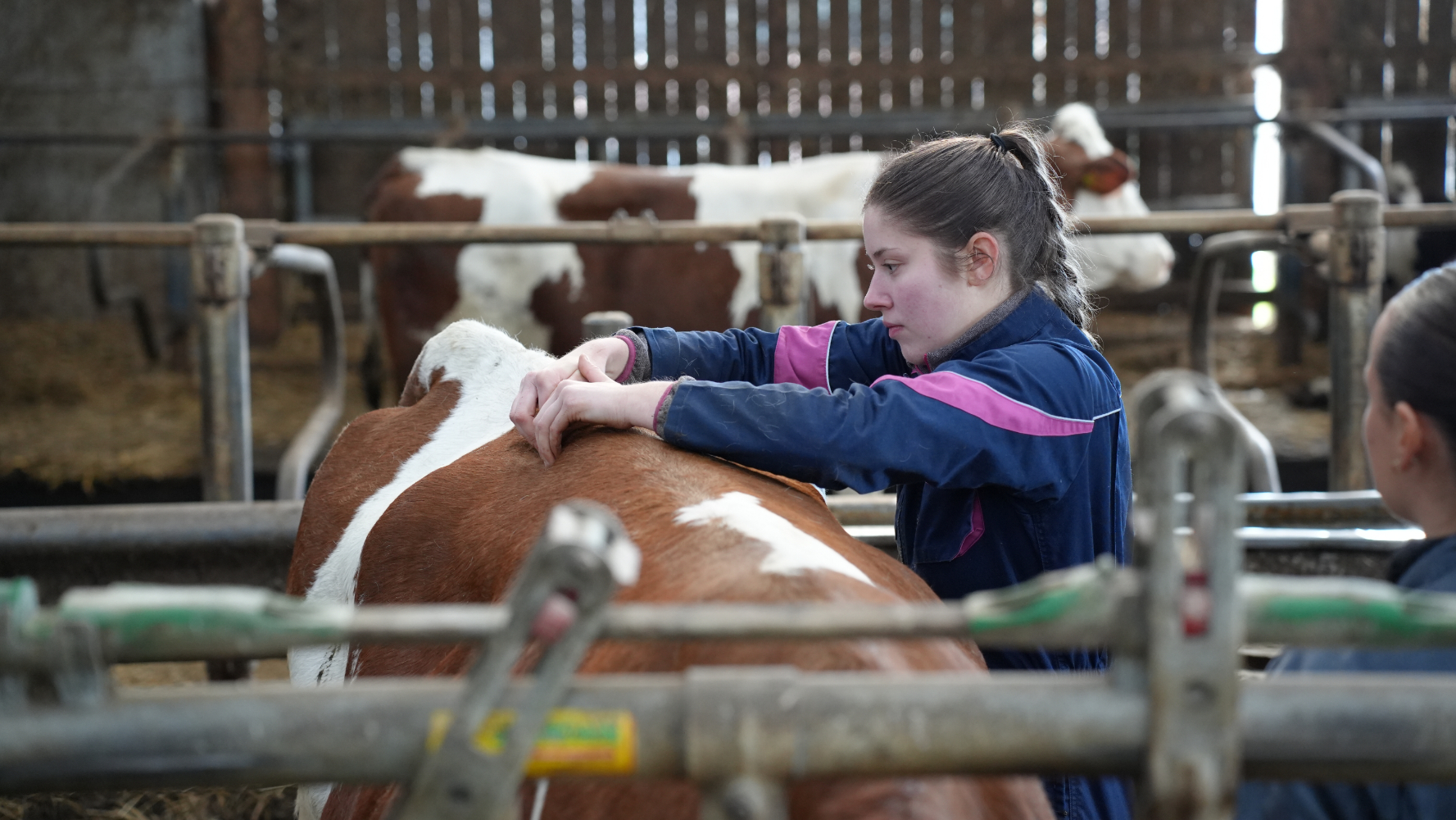 Ostéopathie bovine - partenariat ©ISOstéo Lyon - Ostéopathie Animale - vache.jpg